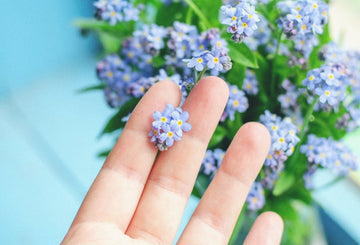 Forget-Me-Not: Symbolism, Meaning, and Significance Explained