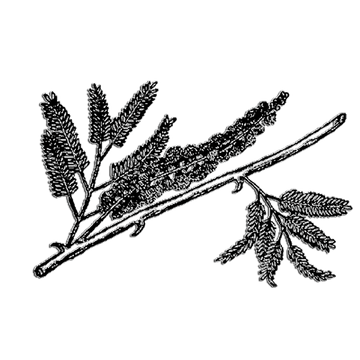 The Symbolic Meaning of the Acacia Leaf in Freemasonry